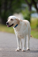Naklejka na ściany i meble Labrador Retriever standing on the road.