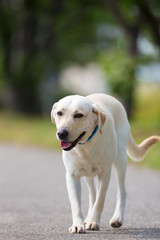 Labrador Retriever walking on the road.