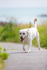 Labrador Retriever running near the coast, his tongue hangs out of his mouth.