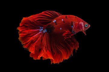 Rhythmic of Betta fish, siamese fighting fish,isolated on black