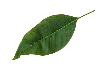 Fototapeta premium walnut leaf