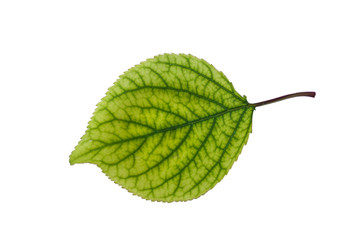 Obraz premium apricots sheet