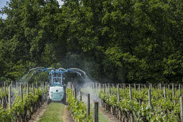Fototapeta premium Agricultural chemical treatments in spring vineyard