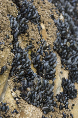 Mussels on rocks at sea shore, seafood