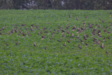 Starenschwarm fliegt auf Acker zur Futtersuche