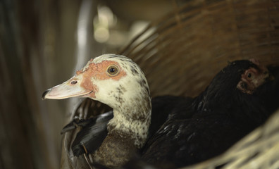 duck and chicken sitting on the nest