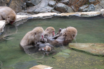 温泉に入るお猿たち　地獄谷