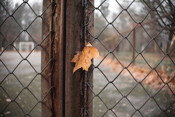 Yellow maple leaf stuck in a metal grid