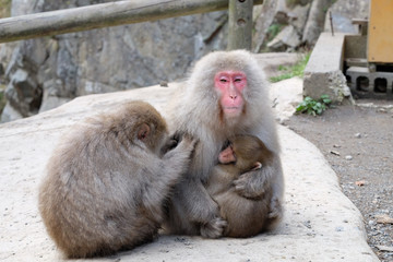 温泉に入るお猿　地獄谷