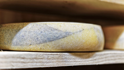 Aging Cheese on the ripening cellar Franche dairy Comte