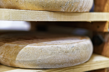 Aging Gruyere de Comte Cheese at maturing cellar in dairy
