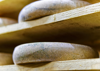 Aging Gruyere de Comte Cheese in maturing cellar at dairy