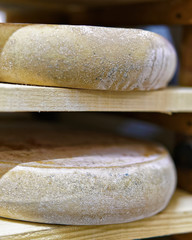 Aging Gruyere de Comte Cheese in maturing cellar in dairy