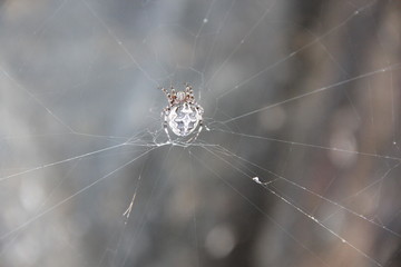 Большой серый лесной паук на паутине.