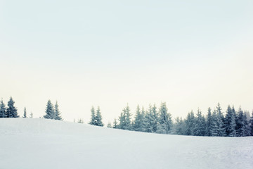 Mountain winter forest