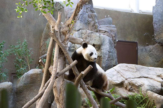 Black and white panda in Ocean Park Hong Kong