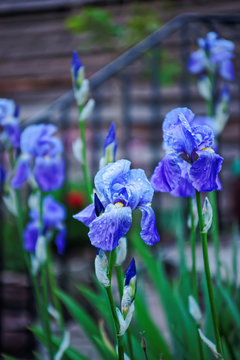 Blooming Cornflag Flower in Brecon Beacons in South Wales