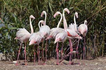 Group of Camargue flamingos (Phoenicopterus ruber roseus) front of large plants