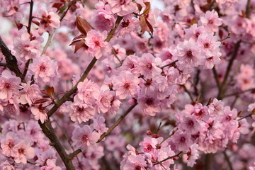 In full bloom in the peach blossom