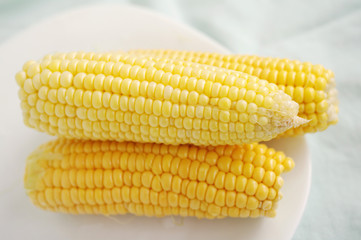 Ears of mature yellow corn on a white plate on a light background. Corn.