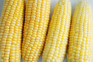 Ears of mature yellow corn. Corn. Close up corn, textural background