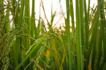 rice field