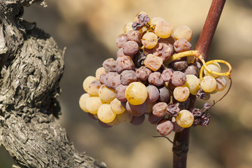 Noble rot of a wine grape, grapes with mold, Botrytis