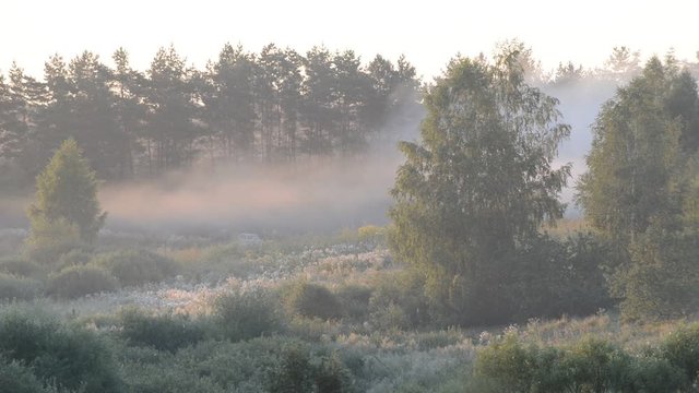 Morning fog in a summer forest