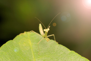 Baby Mantis with Soft focus effect