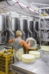 Cheesemaker putting Gruyere de Comte Cheese into forms dairy