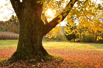 Sunrise behind large old tree with leaves scattered on the ground underneath