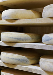 Comte Cheese at maturing cellar Franche creamery