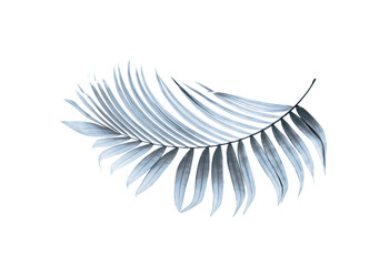 leaf of palm tree on white background