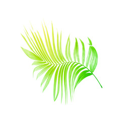 Green leaf of palm tree on white background