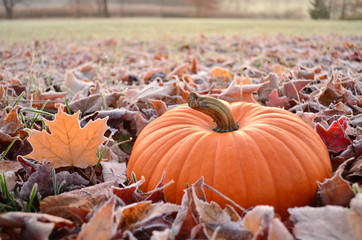 Pumpkin sitting in frosty leaves at early morning dawn