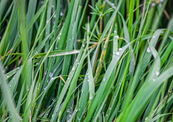 Drop of water on green grass in Brecon Beacons Wales