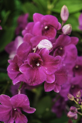 Bouquet of purple and pink flowers orchids.