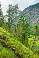 Fototapeta premium Forest at Lauterbrunnen valley in Bern canton Switzerland