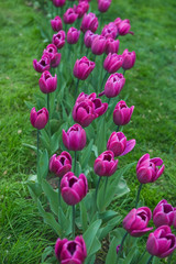  Flowers are gifted to the beloved .