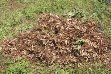 pile of fresh peanuts plants with roots.