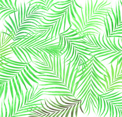 Fototapeta na wymiar leaf of palm tree background