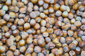 Hazelnut background