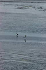 Herons at English Channel in Normandy of Manche of France