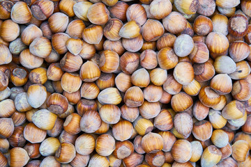 Forest hazelnuts background