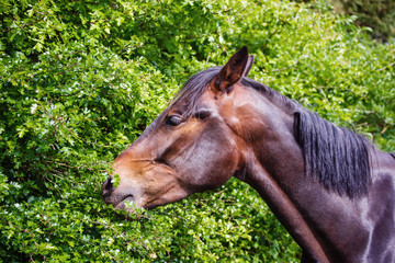 Naklejka premium Horse eating green leaves in the meadow in Brecon Beacons