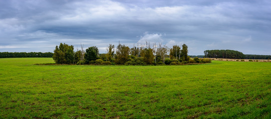 Bauminsel auf einer Wiese im Müritz-Nationalpark bei Federow