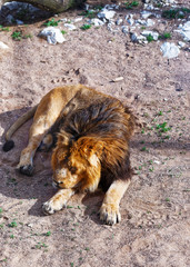 Lion in Zoo in citadel of Besancon