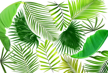 leaf of palm tree background