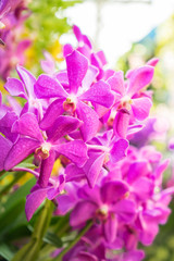 close-up beautiful pink and purple orchid flower tree blooming in the garden.