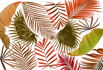 Fototapeta na wymiar leaf of palm tree background